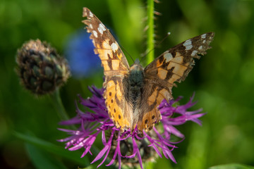 motyl