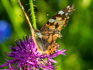 motyl