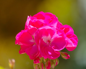 Closeup on pink geranium
