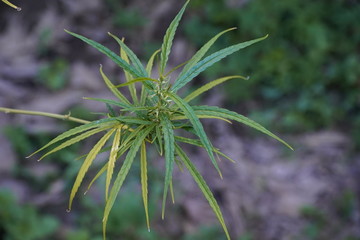grass cannabis leaf hemp marijuana
