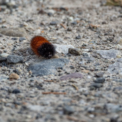 fuzzy caterpillar on the ground 2