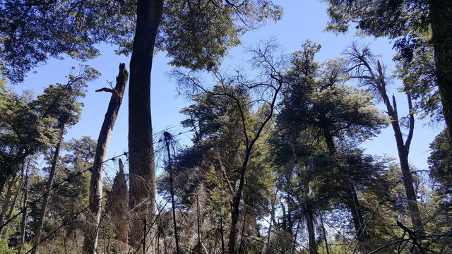 bosque 