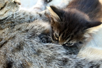 Gray striped kitten eats tasty mother`s milk