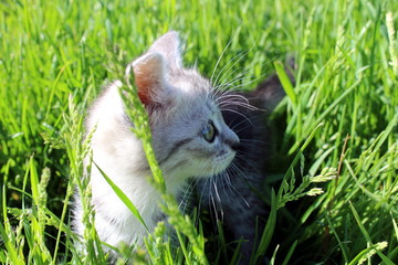Little kitten sitting in the grass and playfully looking