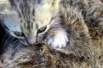 Gray striped kitten eats tasty mother`s milk