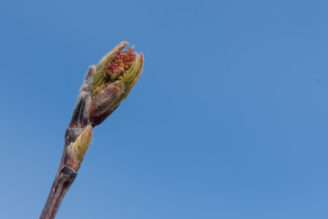 tree branch with buds and green foliage