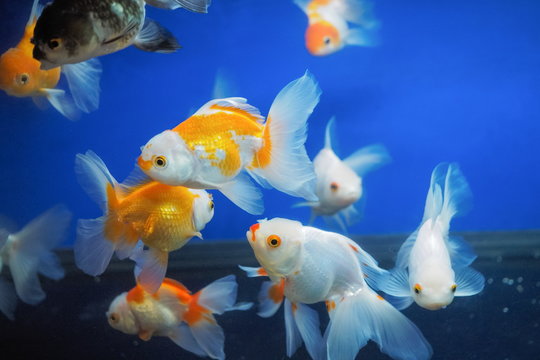 Many Oranda Goldfishs diving in fresh water glass tank with blue background.