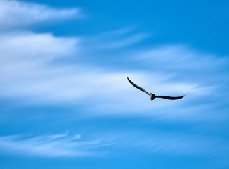 Seagull hover in the air above the waves of the Bukhtarma artificial reservoir, formed by the dam of the Bukhtarma hydroelectric station on the Irtysh river, East Kazakhstan