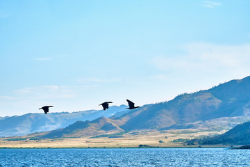 Seagulls and cormorants hover in the air above the waves of the Bukhtarma artificial reservoir, formed by the dam of the Bukhtarma hydroelectric station on the Irtysh river, East Kazakhstan