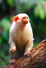 Naklejka premium a silver marmored monkey