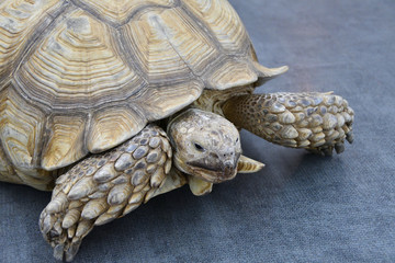 African spurred tortoise (LVL. Geochelone sulcata)