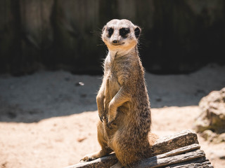 Fototapeta premium Meerkat patrol