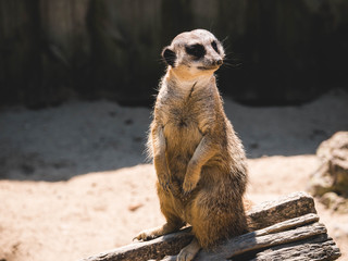 Fototapeta premium Meerkat patrol