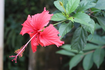 Hibiscus