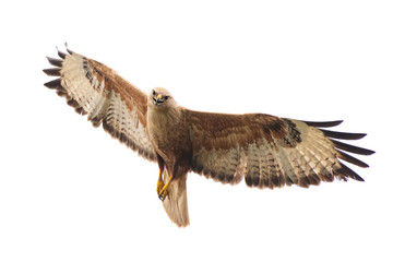 Birds of prey - Long legged buzzard, Buteo rufinus, in flight. Isolated on white - obrazy, fototapety, plakaty
