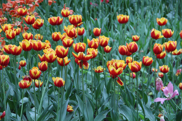 Multicolored tulips on a sick flower bed in nature