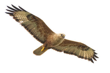 Birds of prey - Long legged buzzard, Buteo rufinus, in flight. Isolated on white