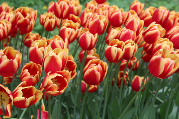 Multicolored tulips on a sick flower bed in nature