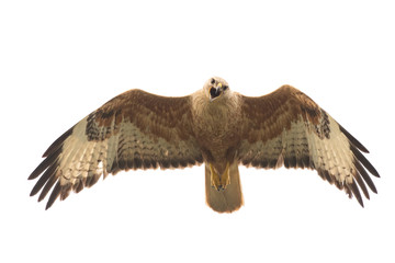 Birds of prey - Long legged buzzard, Buteo rufinus, in flight. Isolated on white