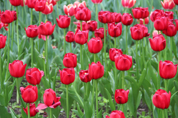Fototapeta premium Multicolored tulips on a sick flower bed in nature
