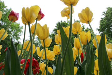 Multicolored tulips on a sick flower bed in nature