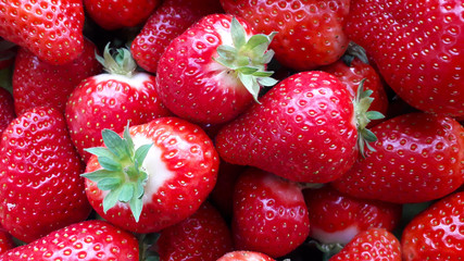 Beautiful cultivated deep red strawberries, macro photography, fruit