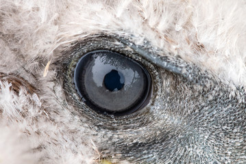 Eagle eye close-up, macro photo, eye of the chick Long-legged Buzzard, Buteo rufinus