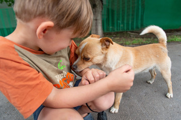 A boy hugs a little dog and feeds her off his arms, concept of friendship and trust.