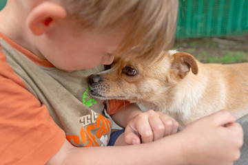 A boy hugs a little dog and feeds her off his arms, concept of friendship and trust.