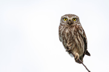 Little Owl, Athene noctua, sitting on a branch of a white background