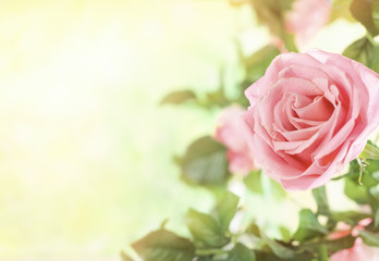 Beautiful pink roses flowers