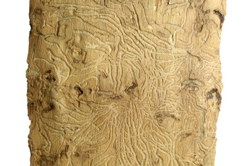 Piękna struktura drewna wyżłobionego przez korniki na białym tle.