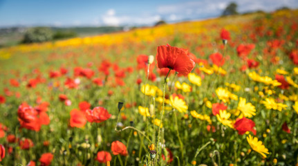 Un campo de amapolas y margaritas en Italia