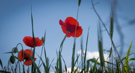 Obraz premium Unas amapolas silvestres en el campo a comtraluz