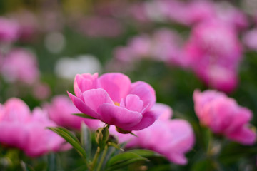 Obraz na płótnie Canvas Pink peony flower on floral field blurred background