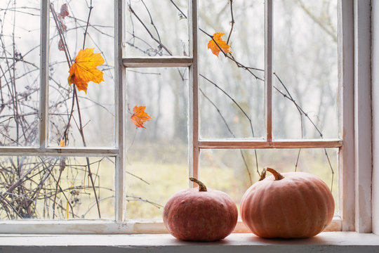 Orange Pumpkin On Windowsill