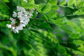 Black Locust, False Acacia or Robinia pseudoacacia blooming, selective focus.