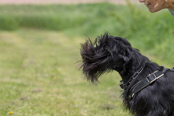Dog defense training.  Side view of Black Schnauzer dog on the leash barking. Part of the woman's face is bending over the dog.