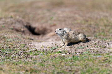 A wild european ground squirrel
