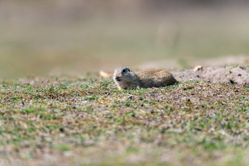 A wild european ground squirrel