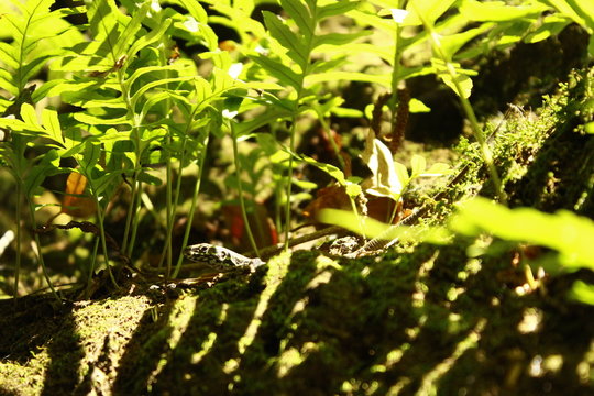 Lizard hidden in the undergrowth