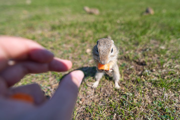 A wild european ground squirrel