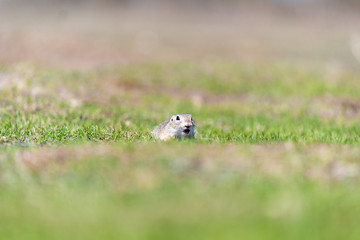 A wild european ground squirrel
