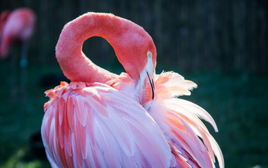 Flamingo preen 1