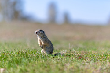A wild european ground squirrel