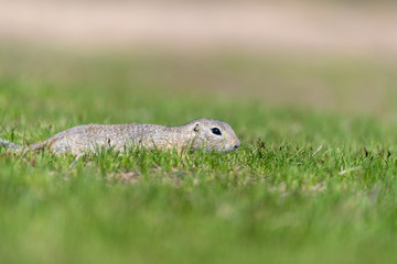 A wild european ground squirrel