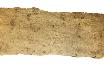 Piękna struktura drewna wyżłobionego przez korniki na białym tle