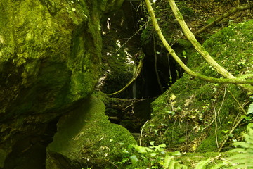 Deep green moss and hidden small waterfall