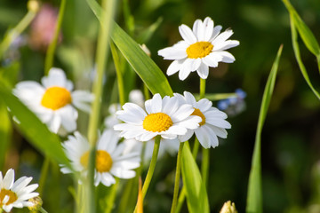 Beautiful white daisy flower on meadow in a spring