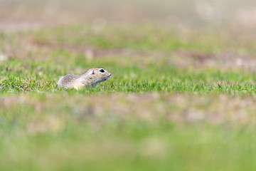 A wild european ground squirrel
